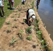 Bioengineering project being installed as part of the Michigan Natural Shoreline Partnership Certified Natural Shoreline Professional (CNSP) Training.