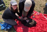 Sara Nedrich, EGLE toxicologist, holds the bald eaglet?s talons while William Bowerman places an identification band on its leg. 