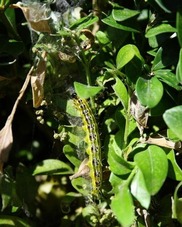 Box tree moth caterpillar.