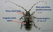 Asian longhorned beetle is a large, shiny black beetle with irregular white spots and black and white banded antennae. Courtesy of USDA APHIS PPQ.