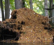 Pile of leaves and pine needles falling into a river.