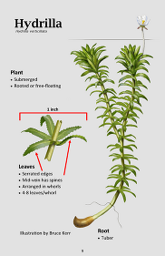 Hydrilla is characterized by serrated leaves, generally in whorls of five, surrounding long steams. Illustration by Bruce Kerr.