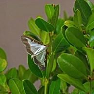 Box tree moth on twig. Courtesy of USDA.