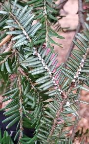 Round, white hemlock woolly adelgid ovisacs are found on the undersides of branches near the base of the needles.