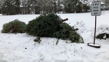 Christmas tree recycling drop-off site in East Lansing. 