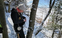 Worker wearing an equipment belt stands next to the trunk of a hemlock tree on a snow-covered dune above Lake Michigan.