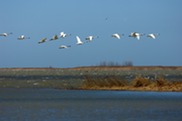 Trumpeter swans during a spring migration between Bay Port and Fish Point in the Saginaw Bay. 