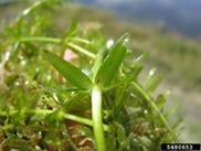 Hydrilla stalk that can spread easily and quickly in lakes, ponds, and streams. Courtesy of Univ. of Connecticut, Bugwood.org. 