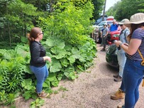 CISMA coordinators learn to identify butterbur, an emerging invasive plant, during their annual field trip. 