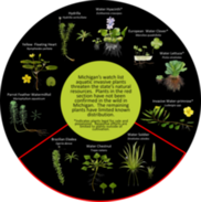 A wheel-shaped graphic identifying the 10 watch list aquatic invasive plants in Michigan.