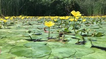 Yellow floating heart flowers emerging from the surface of a pond.