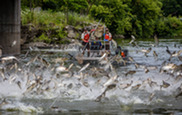 Silver carp in the Illinois River jump in reaction to electrofishing. Photo courtesy of U.S. Fish and Wildlife Service.