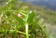 Invasive hydrilla can spread easily and quickly.  Photo courtesy of Leslie J. Mehrhoff, University of Connecticut, Bugwood.org.