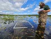 Jon Vigilant, DNR, assessing wild rice seed germination in Marquette County. Courtesy of DNR.