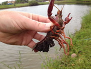 Red swamp crayfish