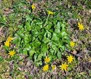 Lesser celandine is a spring ephemeral plant. Courtesy of Michigan DNR.