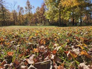 Autumn leaves on a lawn.