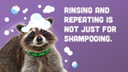 Rinse, repeat graphic showing Recycling Raccoon with shampoo on head. Text says “Rinsing and Repeating is Not Just for Shampooing.”