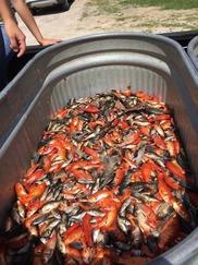 A stock tank of domestic goldfish removed from the Square Lake drain in Oakland County, Michigan.