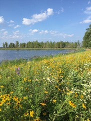 native flowers near water body