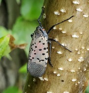 Spotted lanternfly 