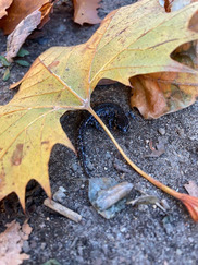 Salamander hide under leaves to ride out the winter. (Photo: Jessica Roy)