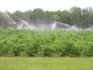 Blueberry farm being irrigated with groundwater.