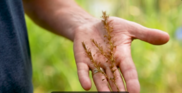 image of someone holding invasive hydrilla