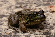 A picture of a frog