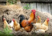 Picture of Backyard Poultry