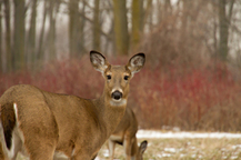 Doe