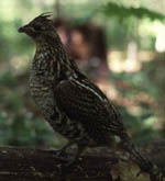 Ruffed grouse