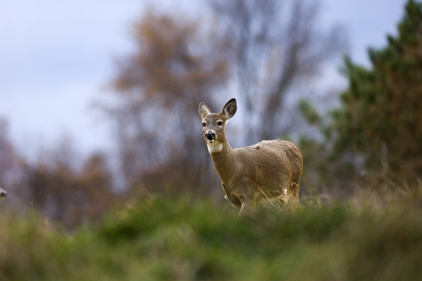Deer in a field in early autumn