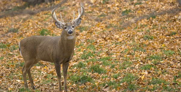 Fall deer