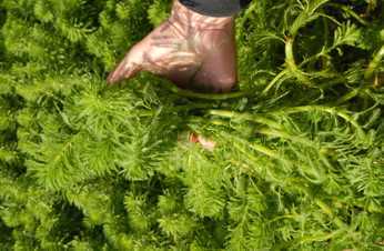 DNR Responds to New Aquatic Invasive Plant - Parrot Feather