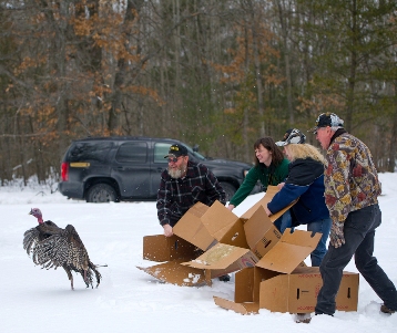 Michigan Wild Turkey Hunters Association members release turkeys in Lake County.