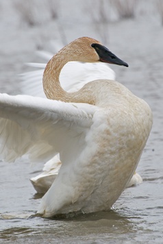 trumpeter swan