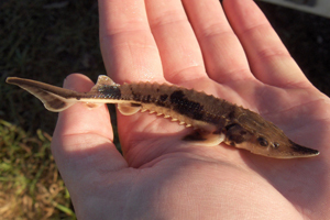 Juvenile lake sturgeon in the palm of someone's hand