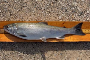 Coho salmon on measuring board