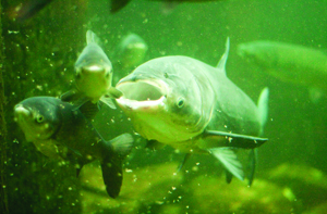 Asian carp swimming underwater