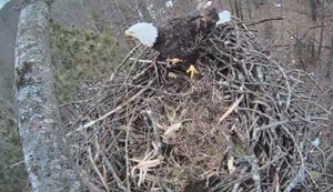 Still shot of eagle sitting on nest shown on Eagle Cam