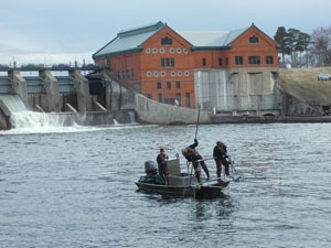 DNR employees on boat on Muskegon River collecting walleye for eggs