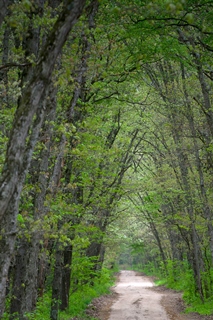 view down a road in a springtime forest