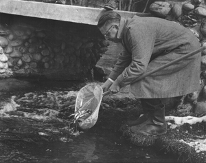 Dr. Howard Tanner stocking coho salmon at Platte River State Fish Hatchery in 1966