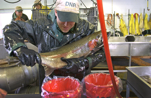 DNR employee collecting eggs from steelhead