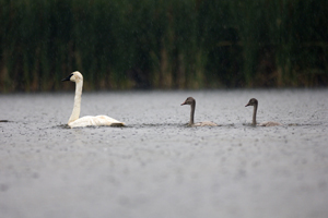 trumpeter swans swimming in water