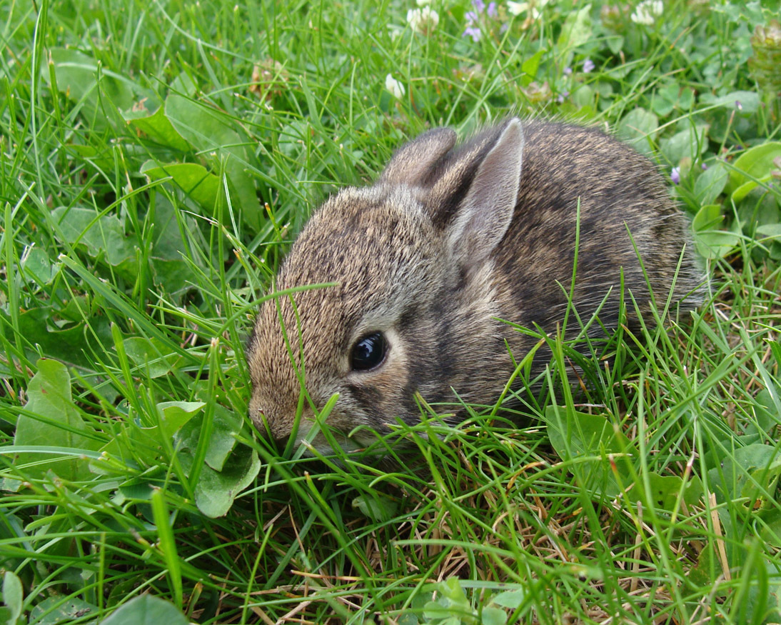 A grayish-brown baby rabbit is shown in green grass, one of the more common baby animals seen by those getting outside to enjoy nature.