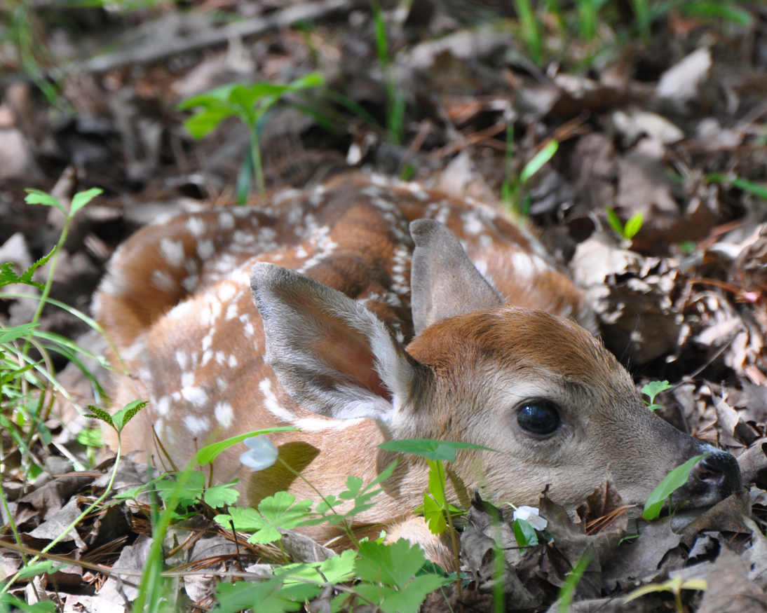 A close-up shows a fawn lying on the forest floor. Fawns are often left alone by their mothers in an attempt to keep predators from finding them.