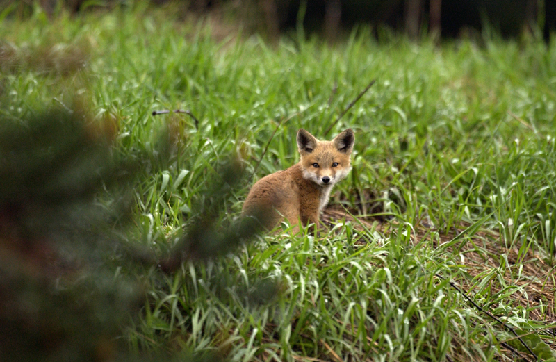 A young red fox in a green field looks at the camera. The Michigan DNR urges those finding wildlife in the woods to leave it there.