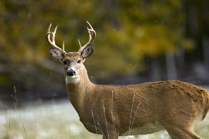 Michigan records second consecutive hunting season with no fatalities